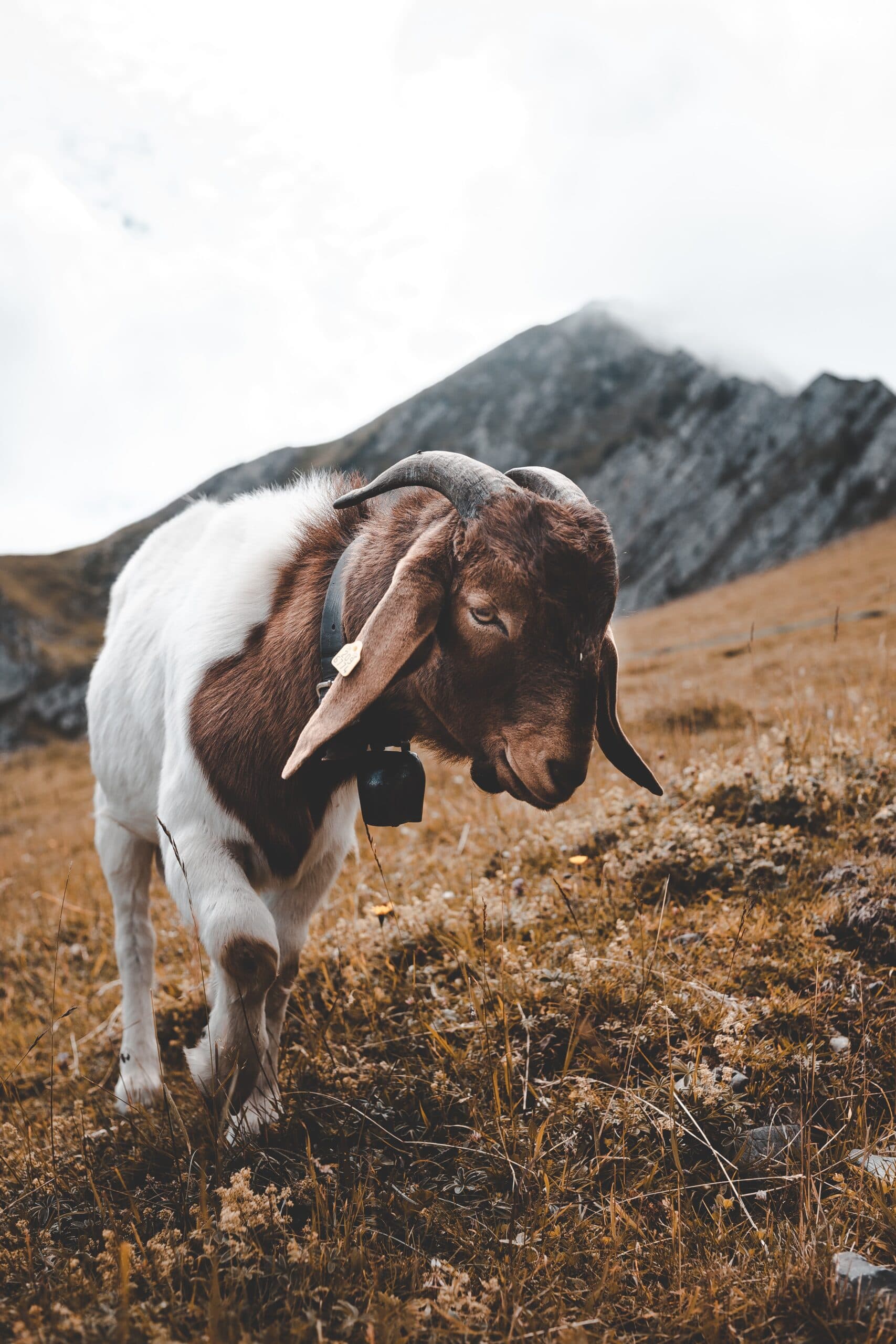 Rulings Of Qurbani Udhiyah